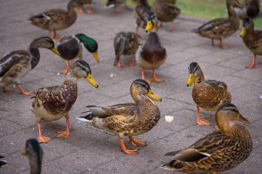 Ördekler parkta patika boyunca yürür. Ördekler ekmek yer. Kuş sürüsü.