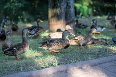 Kırmızı bacaklı güzel kahverengi bir ördek yiyecek aramak için göl kıyısında yürüyor. Güneşli bir hava. Seçici odak.