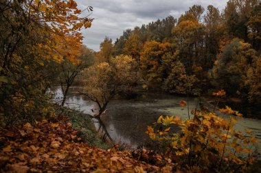 Sonbahar manzarası. Sonbahar Park Bölgesi 'ndeki bir göletin kıyısında sarı yapraklı ağaçlar. Renkli sonbahar manzarası.