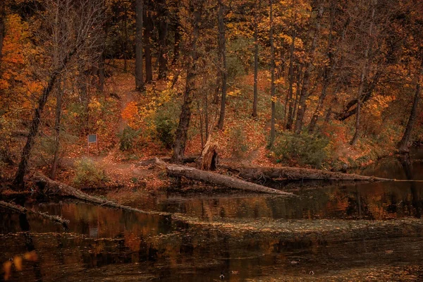 Beautiful Autumn Park Evening Yellowed Trees Rainy Weather — Stock Photo, Image