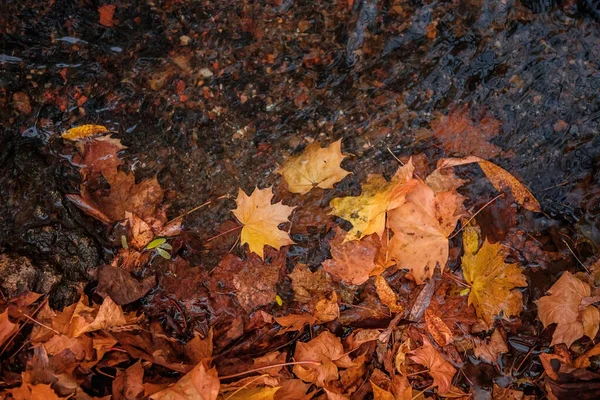 Падшие Жёлтые Листья Воде Осенний Природный Фон — стоковое фото