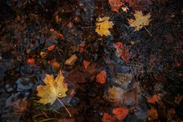 Folhas Amarelas Caídas Água Outono Fundo Natural — Fotografia de Stock