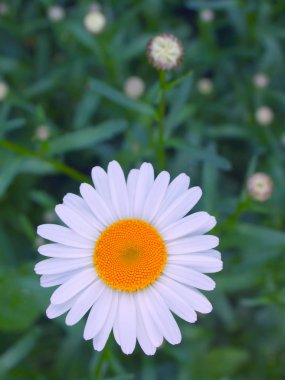 Yeşil bir çim arka plan üstüne güzel taze papatya. Düz döşeme, Üstten görünüm