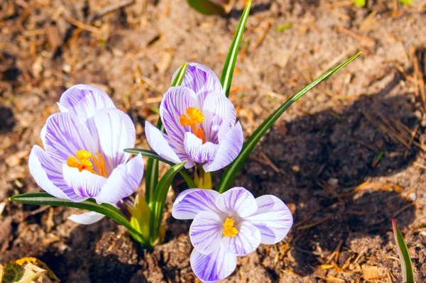 Фон біло-фіолетових весняних крокусів на сонячний день — стокове фото