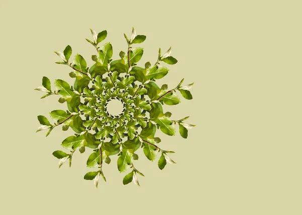 Round collage of green leaves of trees on a gray background. Pattern from green leaves. Ecology theme. Background with empty copy space.