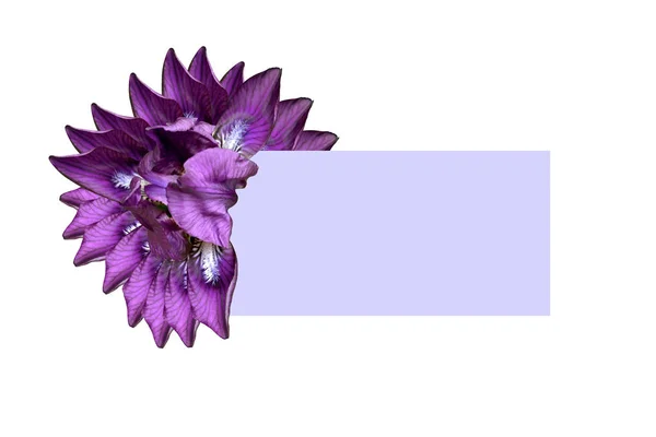 Boş kopya alanı ile beyaz bir arka plan üzerinde mor güzel iris çiçek kolaj. Izole. Tatil bahar kartı. Çiçek tasarımı. Buket — Stok fotoğraf