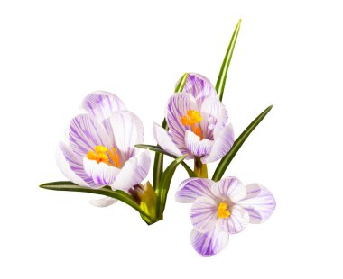 Beyaz bir arka plan üzerinde güzel beyaz mor çiğdem çiçekleri. Izole. Closeup. Gölge yok.