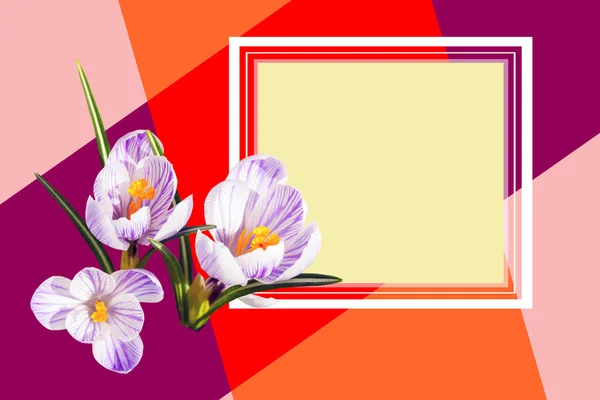 Design card. Beautiful white violet crocus flowers. Spring. Floral bright background design with empty copy space.