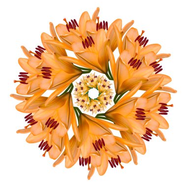 Beyaz bir arka plan üzerinde turuncu güzel zambak çiçekleri Kolaj. Tatil bahar kartı. Çiçek tasarımı. 