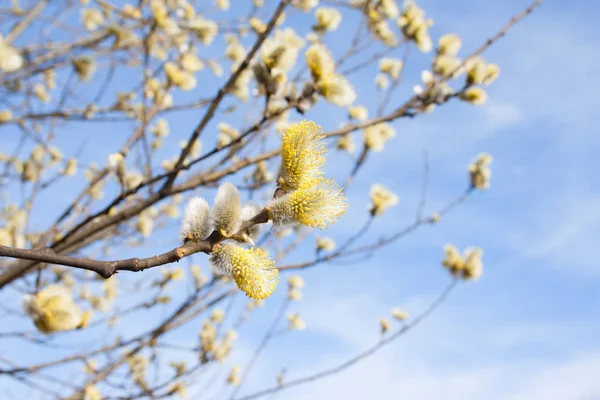 Spring flowered willow branches on a sunny background. Spring in the park or forest. Royalty Free Stock Photos