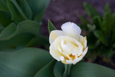 Beyaz sarı, nergis çiçeğini yeşil arkaplanda fotokopi alanı ile kaplıyor.
