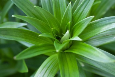 Yeşil güzel parlak taze bahçede yaprakları. Bahar. Closeup. Doğa. Yeşil arka plan. Lily yaprakları.