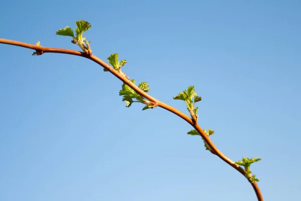 Background of swollen raspberry buds in a sunny day against the blue sky. Spring green first sprouts.