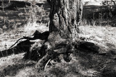 Kin çam güneşli yaz günü Kökleri. Beyaz ve siyah