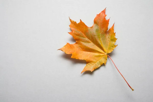 Autumn yellow one maple leaf on a gray backdrop. Background with empty copy space. Flat lay, Top view Royalty Free Stock Photos