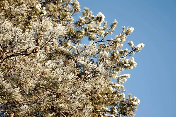 Cielo azzurro sfondo soleggiato con verde pino delle nevi con spazio vuoto copia. Giornata invernale soleggiata. Natura selvaggia invernale. Primo piano. Chiave alta. Idea di allegra e felice anno nuovo 2020 vacanza . — Foto Stock