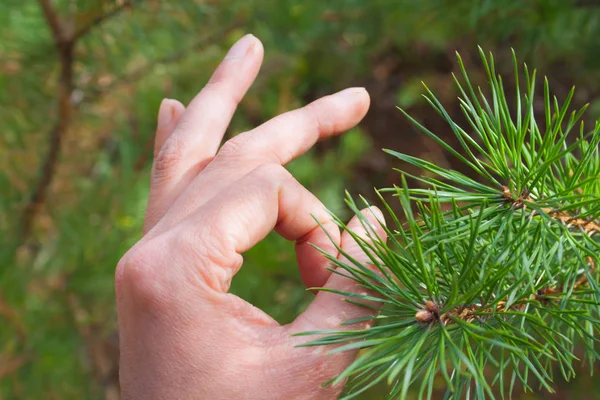 Hand with green pine needles close-up against the forest background. Concept of protecting the environment and green planet.