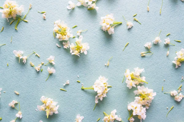 Wild white little flowers with shadows on a blue background. Natural texture