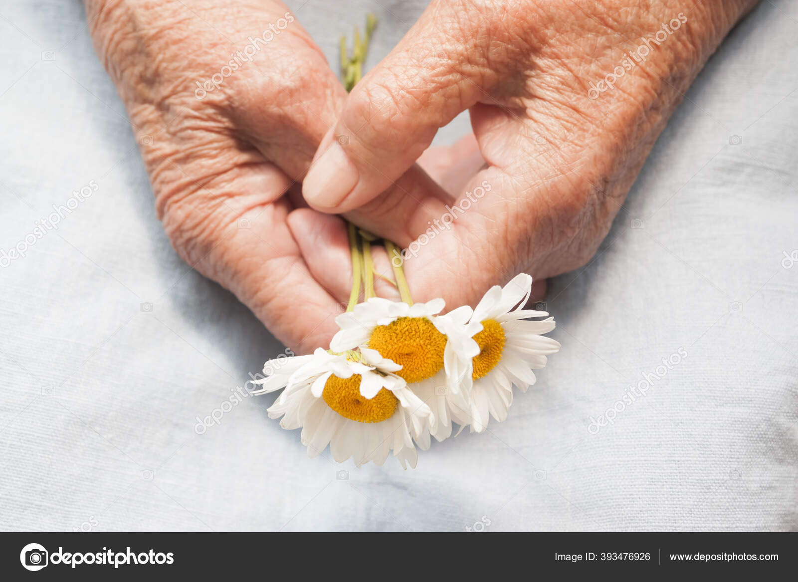 Hands Old Woman Holding Daisy Flowers Concept Longevity Seniors Day Stock  Photo by ©Tata_Go 393476926