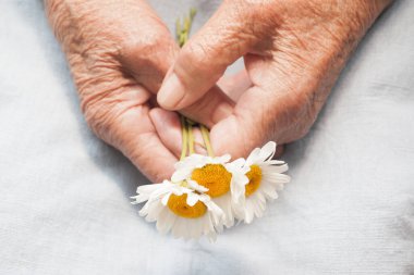 Papatya çiçeği tutan yaşlı bir kadının elleri. Uzun ömürlü olma kavramı. Son sınıflar günü.