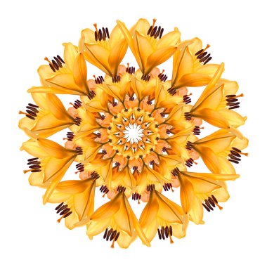 Beyaz arka planda turuncu sarı güzel zambak çiçekleri kolajı. İzole edilmiş. Çiçek tasarımı. Buket