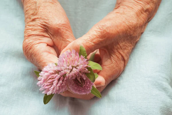 Hands Old Woman Holding Pink Clover Flowers Concept Longevity Seniors Stock Picture