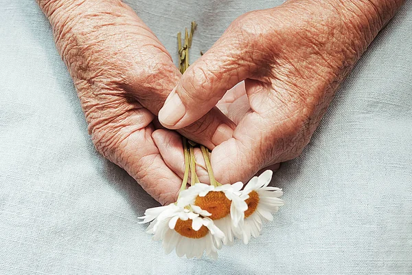 Hands Old Woman Holding Daisy Flowers Concept Longevity Seniors Day Stock Image