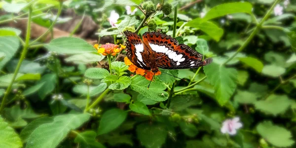 Papillons qui sucent des fleurs — Photo