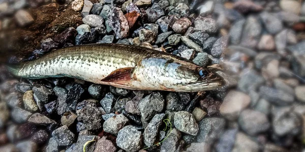 Il pesce di piccole dimensioni — Foto Stock