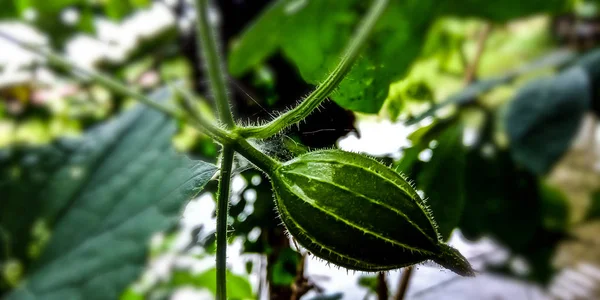 Fruto konyal é verde, imaturo — Fotografia de Stock