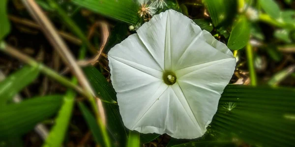 I fiori di cavolo rinoceronte — Foto Stock