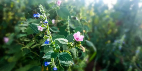 작은 연꽃 식물 — 스톡 사진