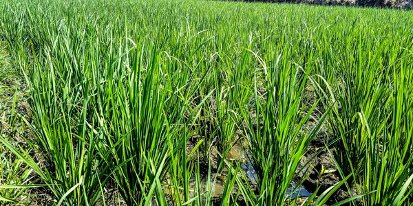 年轻的稻田 — 图库照片
