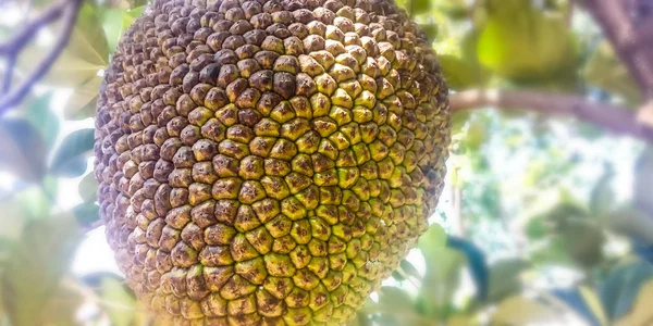 Большой джек-фрукт — стоковое фото