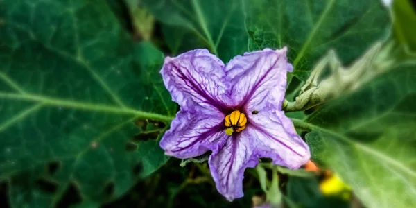 Die violette Blume — Stockfoto