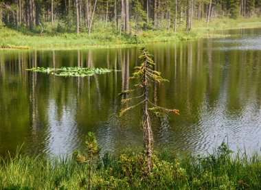 Havuz küçük ağaç