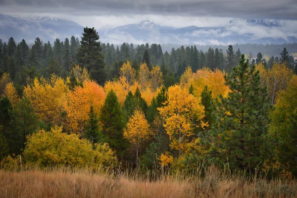 Kolorowe Aspens Jesienią — Zdjęcie stockowe