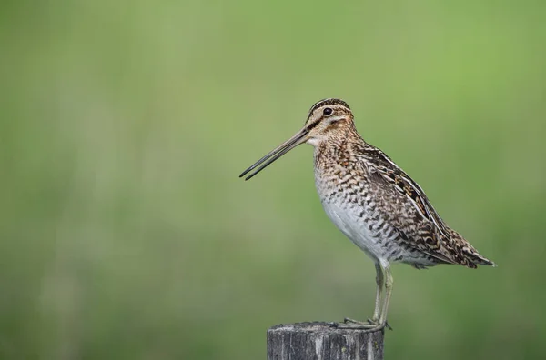 Wilson Snipe Post — Fotografia de Stock