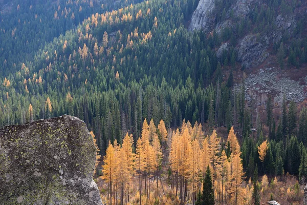 Gyllene Tamaracks Hösten — Stockfoto
