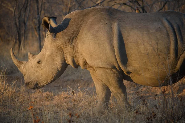 Rinoceronte Bianco Sudafrica — Foto Stock