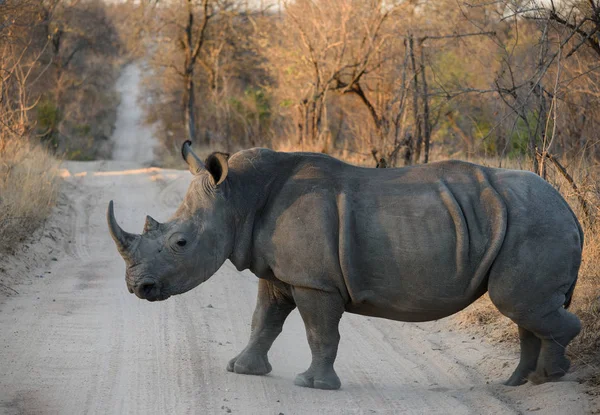 Rinoceronte Bianco Passeggiate Sud Africa — Foto Stock