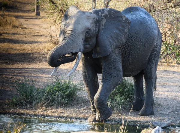 象の水場で人々 に飲料水 — ストック写真