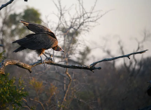 Hooded Vulture Ready Swoop — Stock Photo, Image