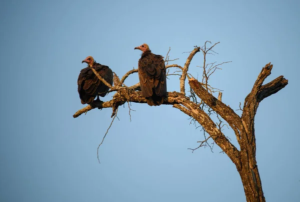 Hooded Vultures Looking Meal — Stock Photo, Image