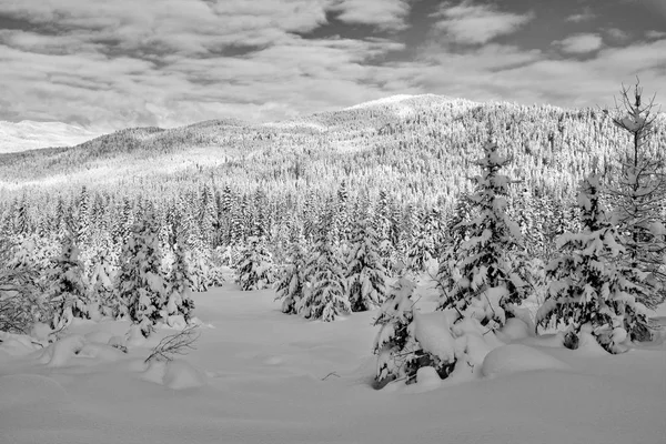 雪覆盖的山峦和树木 — 图库照片