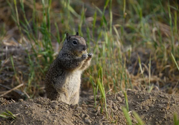 다람쥐 풀밭에서 먹으십시오 — 스톡 사진