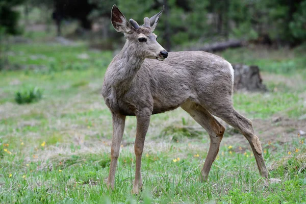 Young White Tailed Deer Looks — Stock Photo, Image