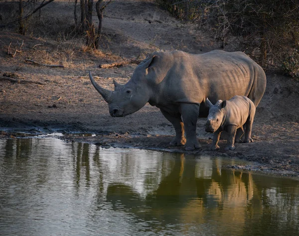 水洞中的白犀牛 — 图库照片