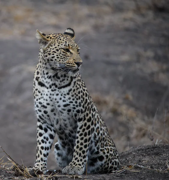 Leopardo Africano Olha Volta — Fotografia de Stock