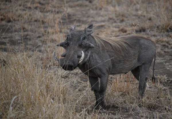 Warthog Africa Sud — Fotografie, imagine de stoc